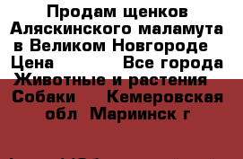 Продам щенков Аляскинского маламута в Великом Новгороде › Цена ­ 5 000 - Все города Животные и растения » Собаки   . Кемеровская обл.,Мариинск г.